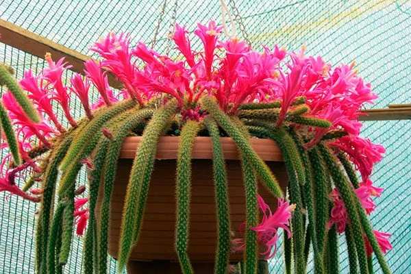 Дизокактус (Disocactus) Цветущие сорта кактусов8