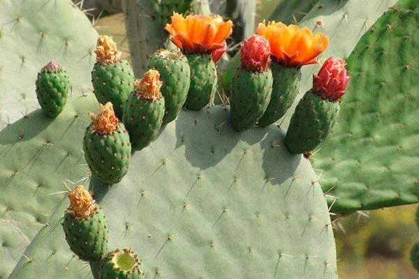 Длинноостная (длинношипованная) Опунция описание9