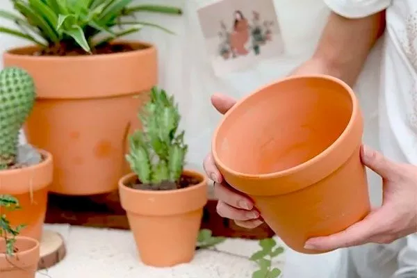 для кактуса Копьяпоа4