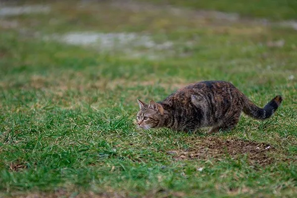 домашние животные