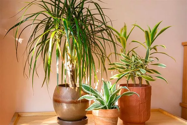 Драцена совмещать с кактусами2