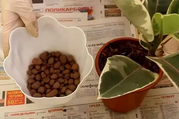 дренаж Фикус лиролистный бамбино6