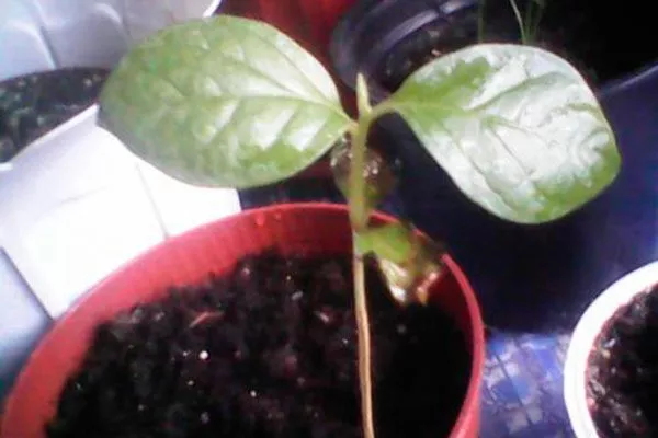 усыхают листья1