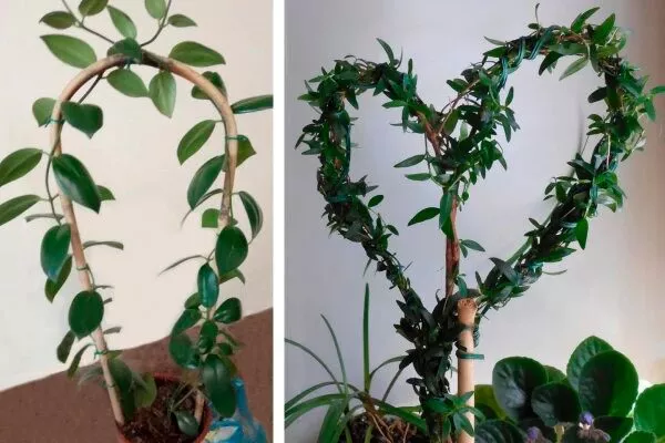 дугой фикус бенджамина