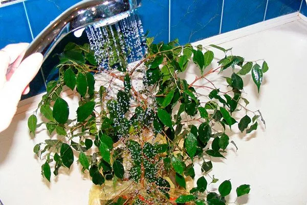 душ Очистка пыли7