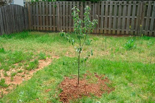 двух- и трёхлетние саженцы