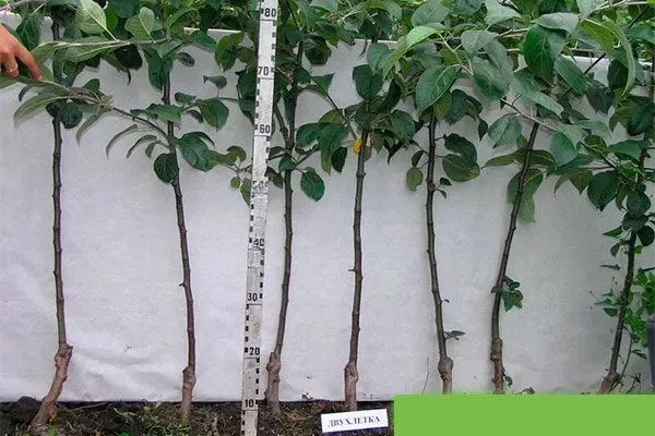 Двухлетние Выбор саженца7