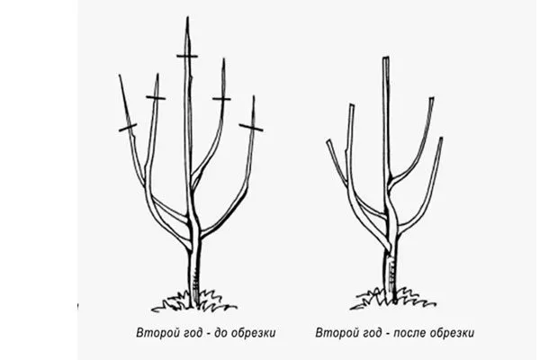 Двухлетний саженец крона яблони11
