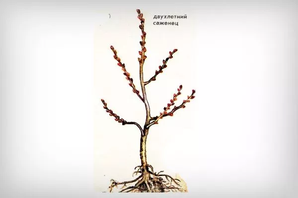 двухлетний саженец Выбор саженца8