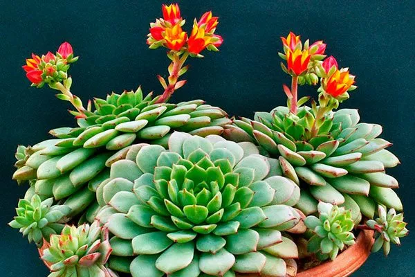Эхеверии совмещать с кактусами12