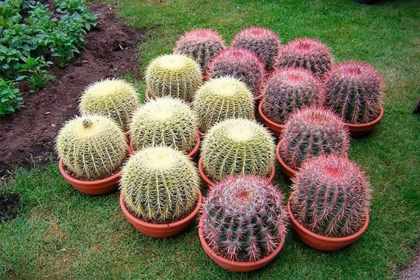 Эхинокактус Как правильно обрезать кактусы36