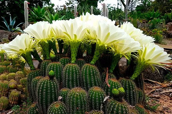 Эхинопсис (Echinopsis) температура влияет на рост кактусов10