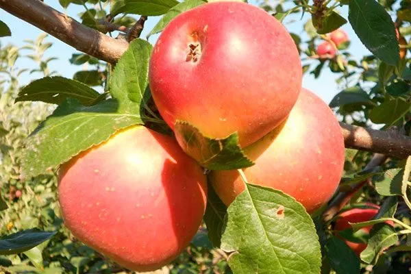 Энтерпрайз органическое садоводство30