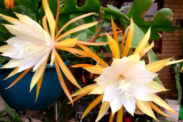 Эпифиллум ангулигер (Epiphyllum anguliger) или угловатый Эпифиллум15