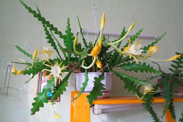 Эпифиллум ангулигер (Epiphyllum anguliger) или угловатый2 Эпифиллум16