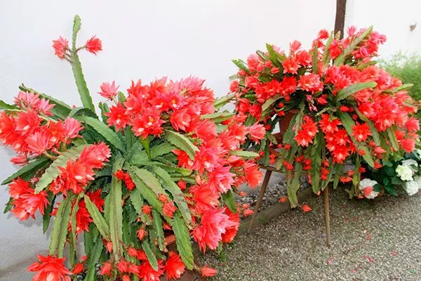 эпифиллум Эпифиллум27