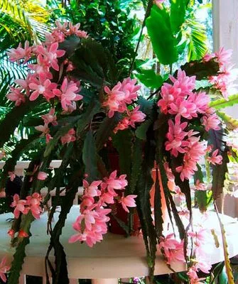 Эпифиллум филлантус (Epiphyllum phyllanthus)1 Эпифиллум24