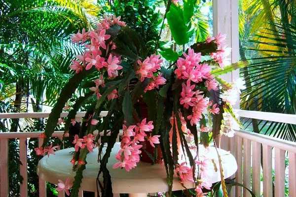 Эпифиллум филлантус (Epiphyllum phyllanthus)1 Эпифиллум24