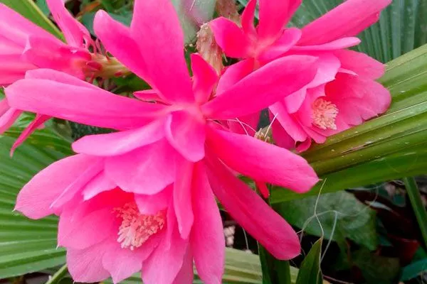 Эпифиллум филлантус (Epiphyllum phyllanthus)2 Эпифиллум25