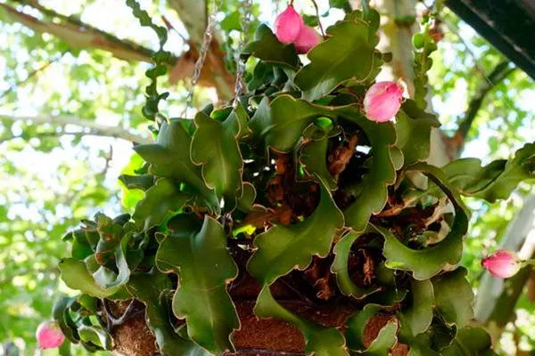 Эпифиллум гватемальский (Epiphyllum guatemalense)1 Эпифиллум17