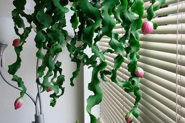 Эпифиллум гватемальский (Epiphyllum guatemalense)2 Эпифиллум18