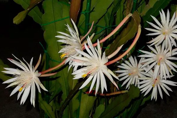 Эпифиллум Хукера (Epiphyllum hookeri) или остролепестный Эпифиллум26
