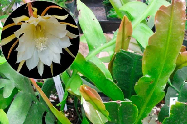 Эпифиллум Лау (Epiphyllum laui) Эпифиллум20