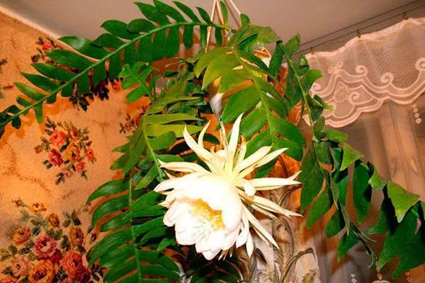 Эпифиллум Марниера (Epiphyllum marniera) Эпифиллум21