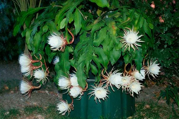 Эпифиллум оксипеталум (Epiphyllum oxypetalum) или кислолепестный Эпифиллум22