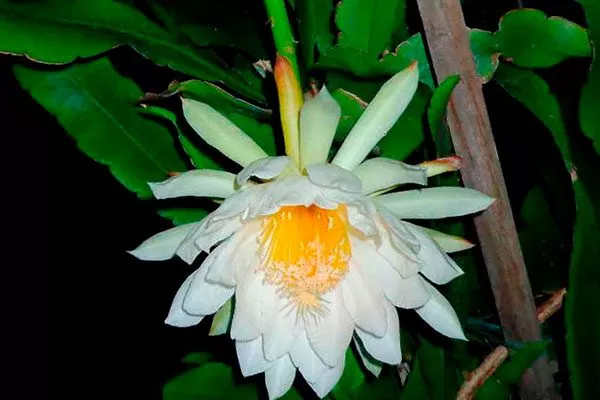 Эпифиллум Томаса (Epiphyllum thomasianum) Эпифиллум23