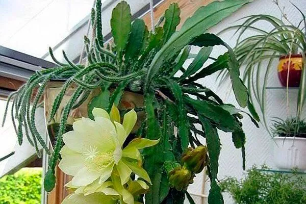 Эпифиллум зазубренный (Epiphyllum crenatum) Эпифиллум19