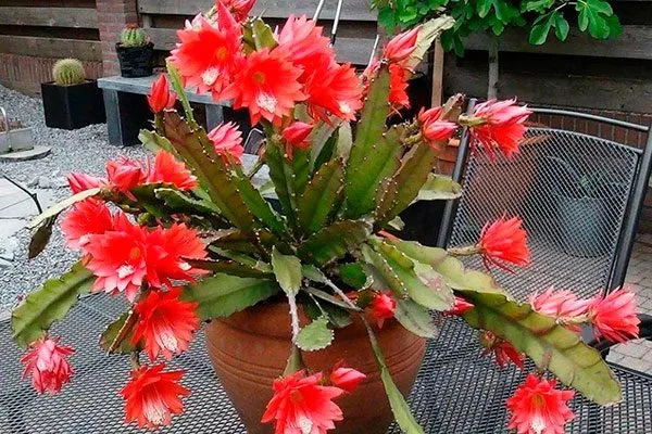 Epiphyllum Эпифитные кактусы1