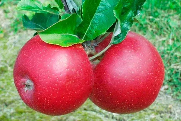 Эра Посадка яблони73