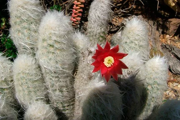 Эспостоа (Espostoa) Цветущие сорта кактусов21