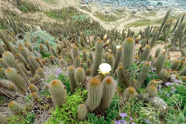 Естественная среда обитания Как правильно обрезать кактусы4