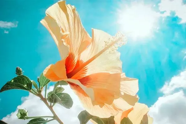 Естественное освещение солнечный свет освещение для гибискуса10