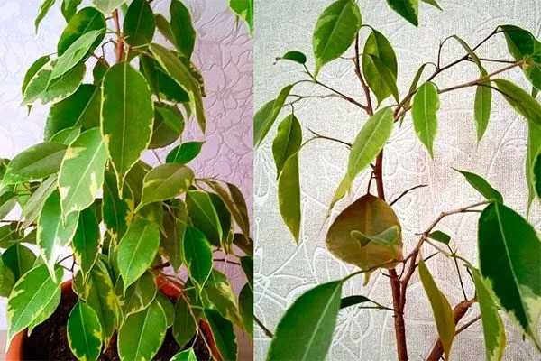 Естественный процесс обновления листьев осыпаются листья1