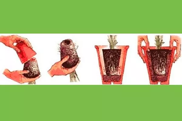 Этапы пересадки гибискуса в постоянные горшки Гибизкус из семян18