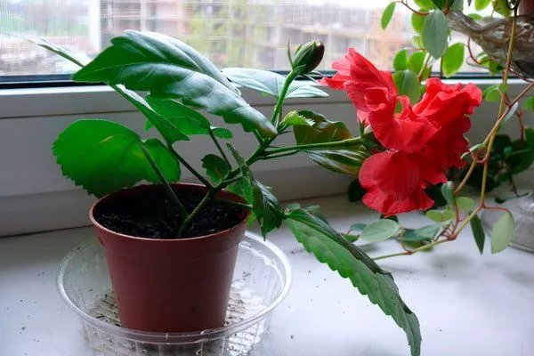 Этапы пересадки гибискуса в постоянные горшки2 Гибизкус из семян19