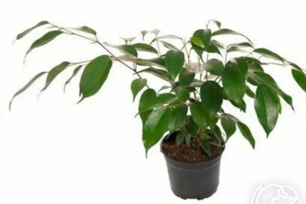 Exotica Фикус бенджамина6