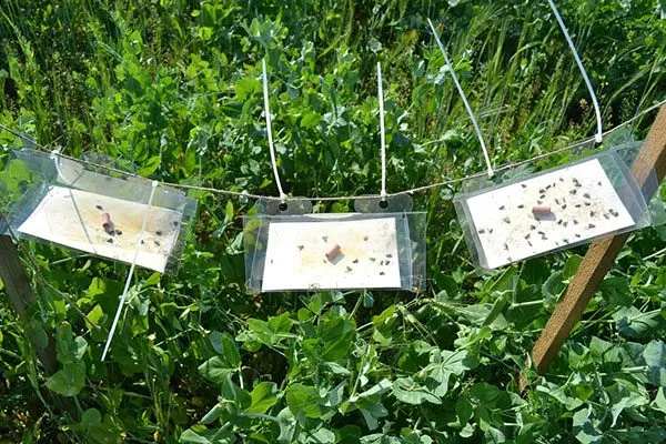 Феромонные ловушки органическое садоводство28