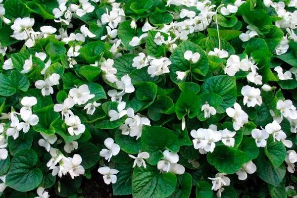 Фиалка сестринская