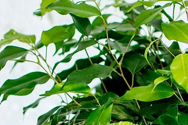 Ficus benjamina Exotica Вариеготные фикусы1