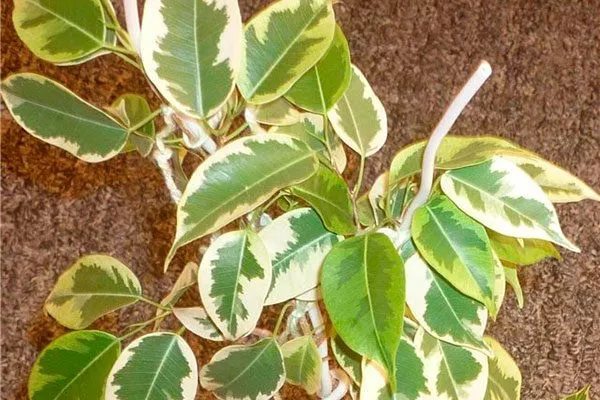 Ficus benjamina Singapore Вариеготные фикусы2