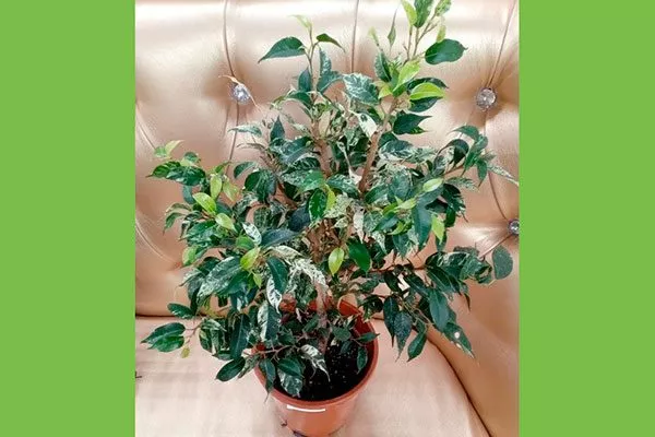 Ficus benjamina Starlight Marble Вариеготные фикусы3