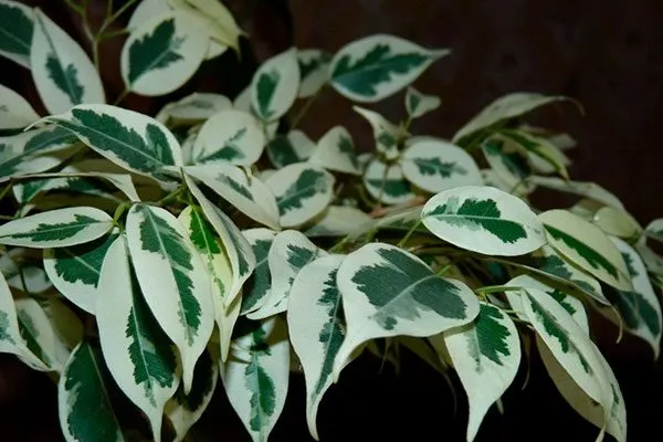 Ficus benjamina Starlight Вариеготные фикусы4