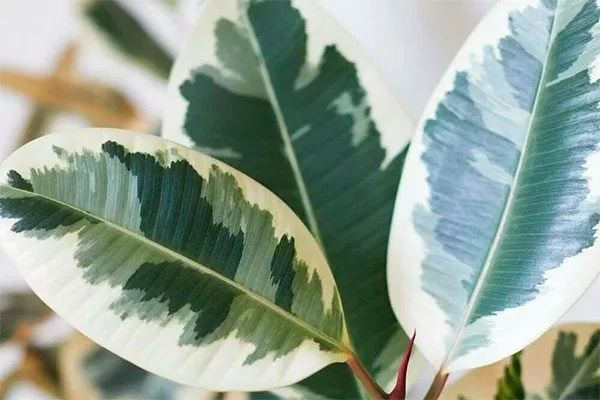 Ficus elastica Tineke Вариеготные фикусы5