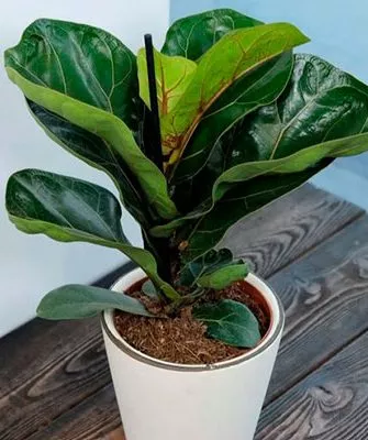 ficus-lyrata-udobreniya Фикус лиролистный бамбино1