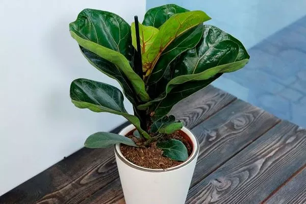 ficus-lyrata-udobreniya Фикус лиролистный бамбино1