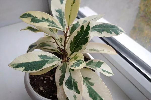 Фикус Альбомаргината фикус ретуза19
